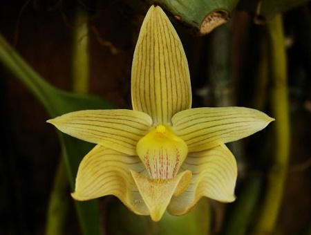 Bulbophyllum_siamense
